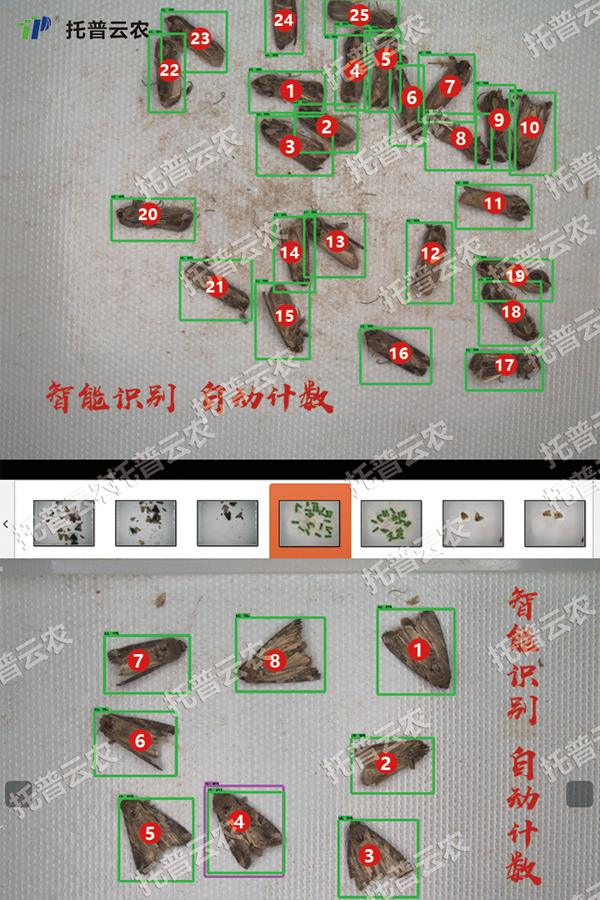 草地貪夜蛾識別