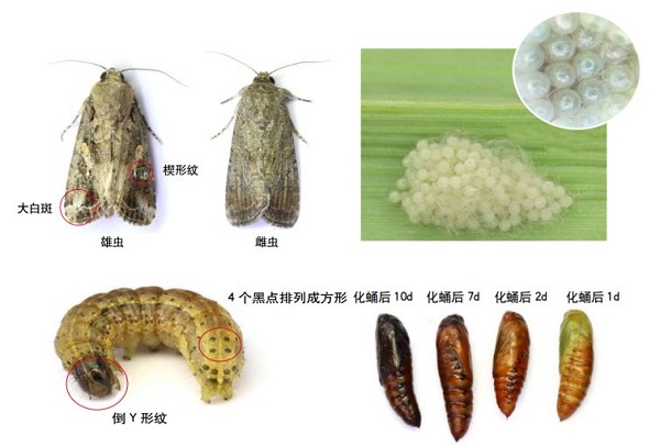 草地貪夜蛾不是終點，而是單個需求