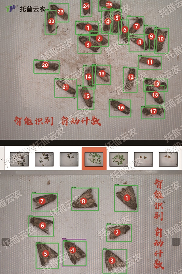 草地貪夜蛾不是終點，而是單個需求