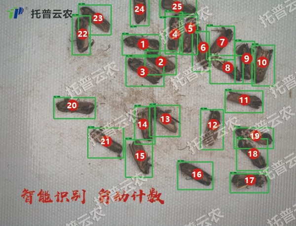 蟲情監(jiān)控系統(tǒng)自動識別計數